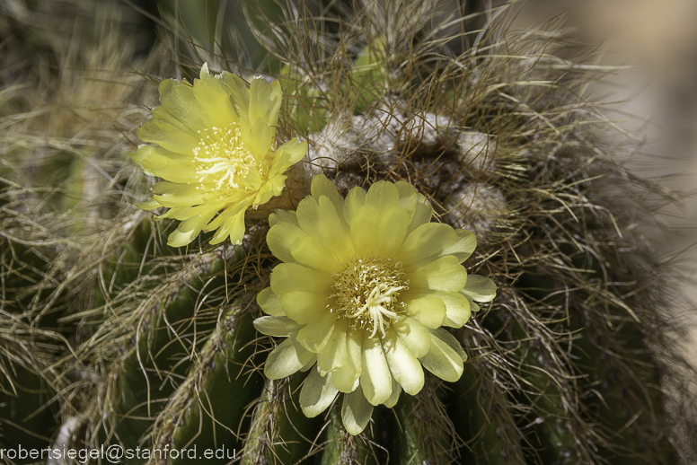 arizona garden